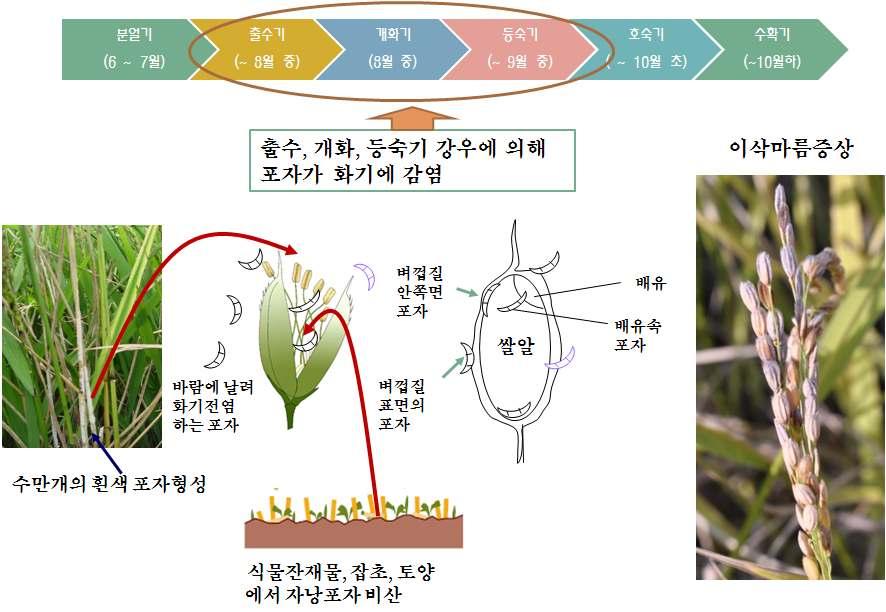 그림 2-5. 벼생육단계와 Fusarium 균감염시기및피해증상 표 2-5.