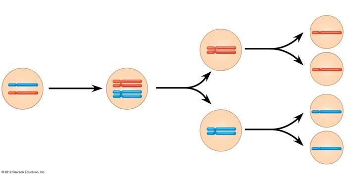 그림 8.12B 간기제 1 감수분열제 2 감수분열 자매염색분체 1 2 3 이배체모세포에있는한쌍의상동염색체 복제된한쌍의상동염색체 5.