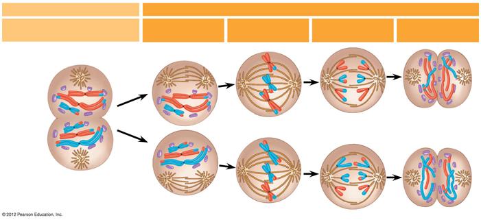 5. 감수분열에의해이배체염색체가반수체로된다 제 2 감수분열 (Meiosis II) 은염색체복제없이 1 감수분열에이어일어난다 2 개의반수체세포는각각제 2 감수분열로들어간다 제 2 분열전기 II 염색체가다시응축된다 핵막이다시분해된다.
