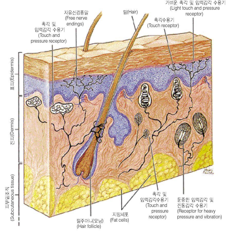 피부의체성감수기 Tactile receptor( 촉각수용기 ): 접촉, 압력, 진동에반응