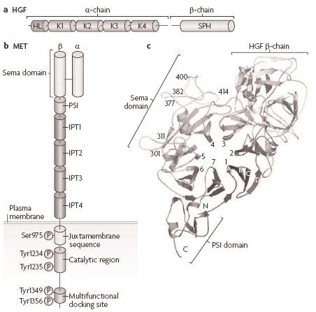 그림 1. HGF 와 c-met 의구조 (Trusolino et al., Nat Rev Mol Cell Biol. 2010) 재비소세포폐암환자에대해제 3상임상시험이진행되고있다.