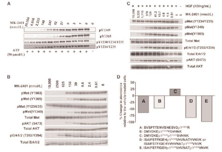 그림 4. MK-2461 에의한 c-met 및그 down stream signaling pathway 의발현억제효과 (Pan et al., Cancer Res.