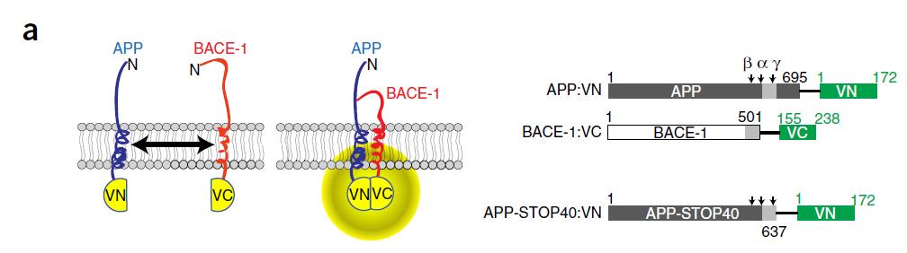 1. APP 와 BACE-1 근접의시각화를통한아밀로이드생성경로통찰력제공 OptiCAB: an assay to detect