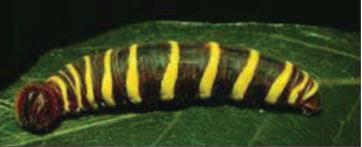 완전변태곤충에서다양한미성숙성충이나유충 (larva),