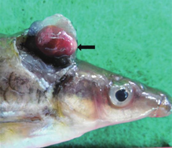 argus (6), Sarcocheilichthys nigripinnis morii (3), Liobagrus mediadiposalis (3), Siniperca scherzeri (1), Micropterus salmoides (1), were examined for 4 years (20132016).