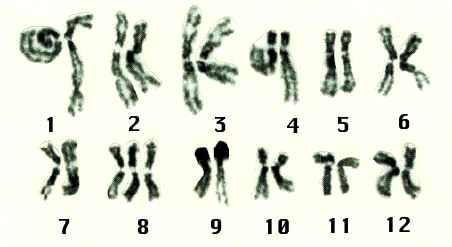 (rice trisomics 8) b. 염색체치환--- Monosomics, nullisomics 이용 (Cytogen.