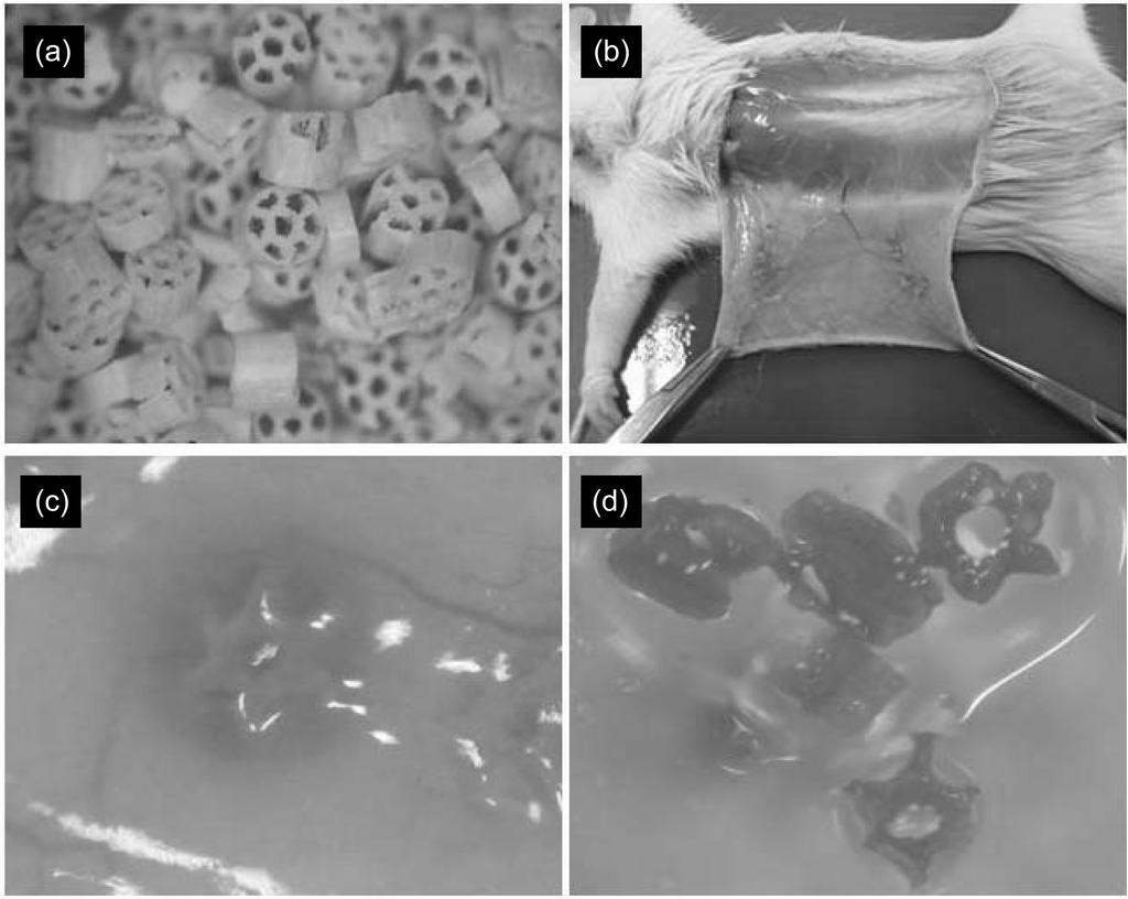 P: phagosome; N: nucleus; M: mitochondria; β-tcp; β-tcp debries. Photographs of implanted porous β-tcp granules into subcutaneous tissue of rat.