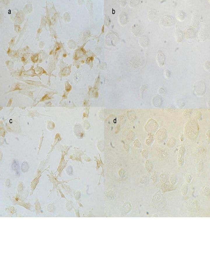 Fig. 80. PMA induced ICAM 1/LFA 1 mediated aggregation of HL 60 cells.