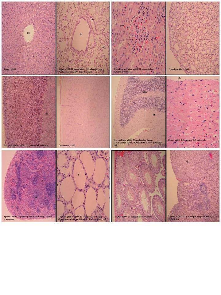 Fig. 2. Histology of S.