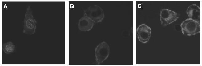 500 Tumor volume(mm 3 ) 0 300 0 그림 2. DOX-PEG-FOL conjugate 을이용하여 folated-targeted DOX nano-aggregates 의제조. 0 5 10 15 25 Time(day) 그림 4. 동물실험에서독소루비신 nano-aggregates 의항암효과. (a) (b) (c) 그림 3.