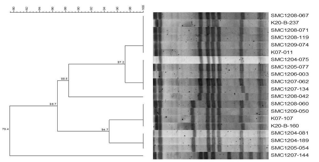 - E. coli ESBL CTX-M-14 CTX-M-15, K. pneumoniae CTX-M-15. 3.5.2. MRSA - SCCmec typing MRSA 103 SCCmec type 75(72.8%), SCCmec type V 25 (24.3%). SCCmec type V MLST ST770 ST72.