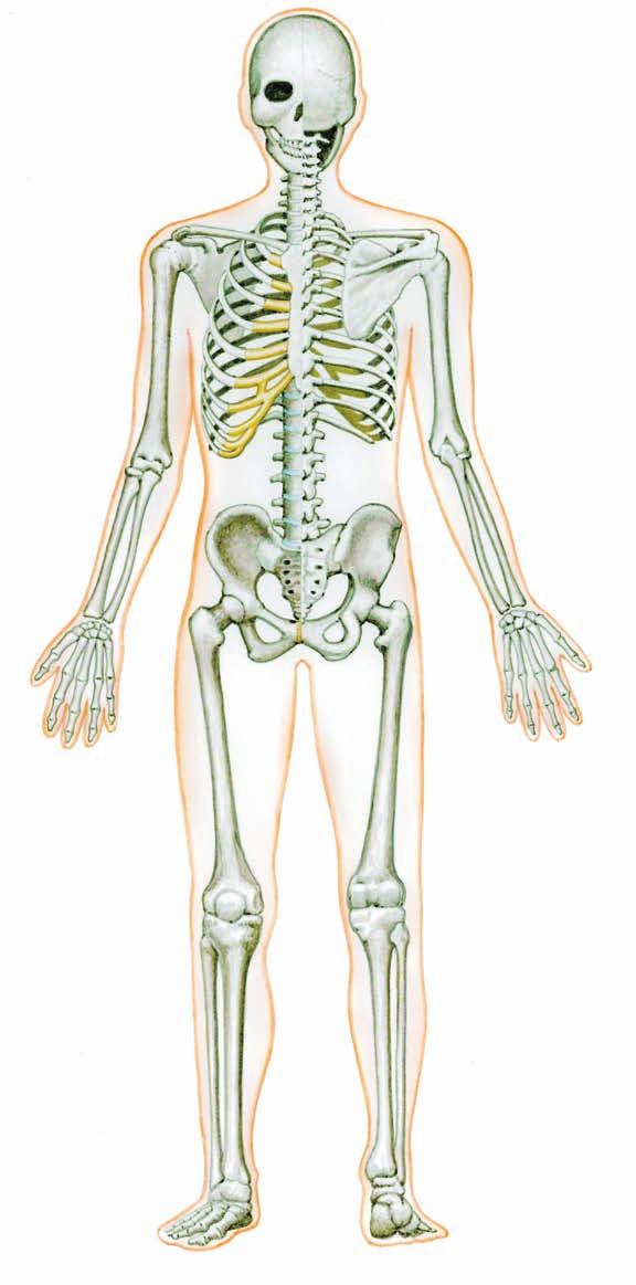 몸의뼈대 [ 앞면 ] [ 뒷면 ] 머리뼈 ( 두개골 ) cranial bone 목뼈 ( 경추 ) cervical vertebrae 제 2 장 빗장뼈 ( 쇄골 ) 어깨뼈 ( 견갑골 ) clavicle scapula 갈비뼈 ( 늑골 ) rib 복장뼈 ( 흉골 ) sternum 위팔뼈 ( 상완골 ) 척주 humerus vertebral column 노뼈 (