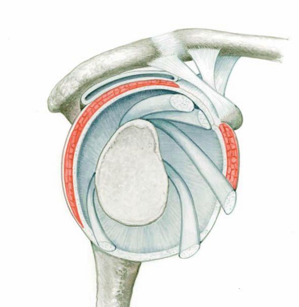 어깨뼈봉우리 어깨아래윤활액주머니 가시위근 가시아래근 ( 극하근 ) infraspinatus muscle 관절테두리 위팔두갈래근긴갈래힘줄 ( 상완이두근장두건 ) biceps brachii tendon 빗장뼈 ( 쇄골 ) clavicle 부리빗장인대 ( 오구쇄골인대 ) coracoclavicular ligament 부리어깨봉우리인대 ( 오구견봉인대 )
