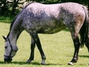 Equus caballus Mt DNA