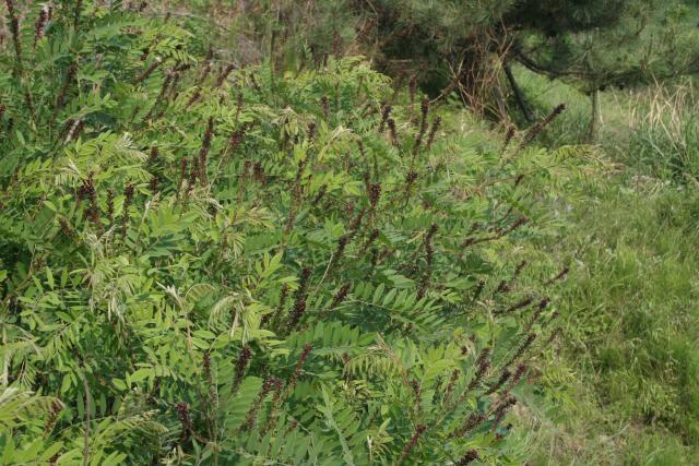 11. 족제비싸리 음양성 : 양수 건습성 : 적습 족제비싸리 Amorpha fruticosa 성상 :