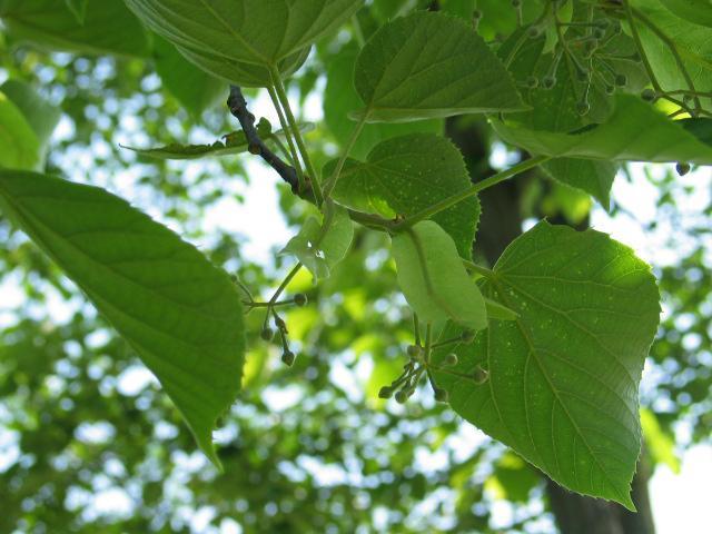 22. 피나무 음양성 : 중용수 생장속도 : 느림 피나무 Tilia amurensis 수형 : 타원형
