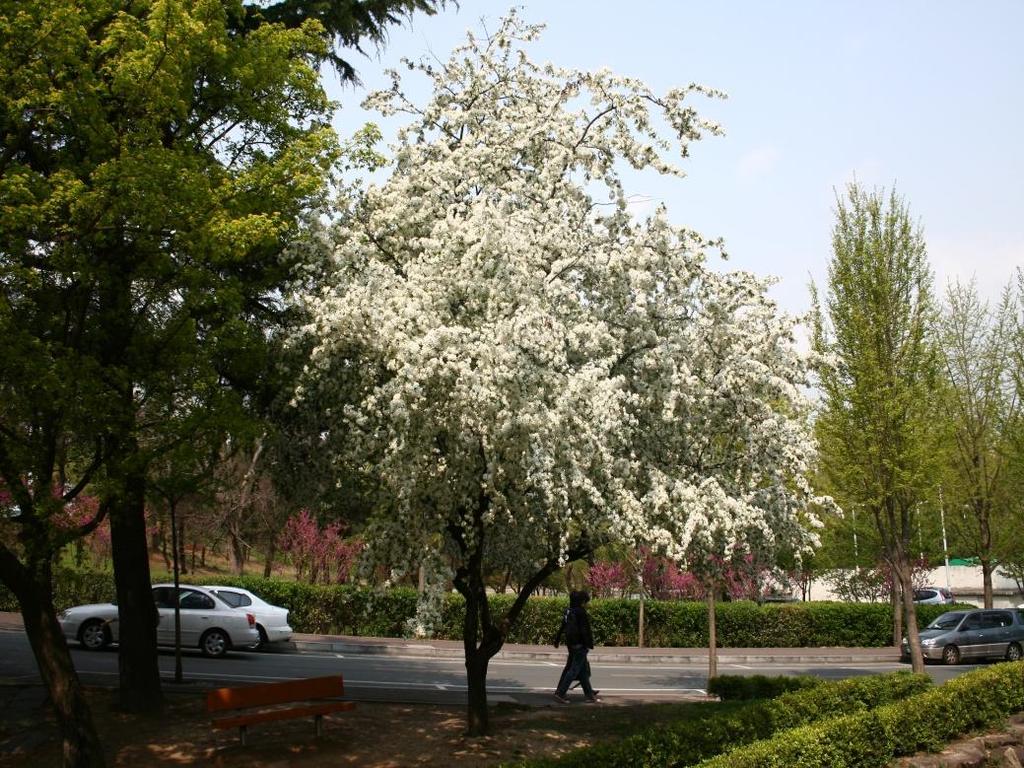 14. 아그배나무 토성 : 양토 음양성 : 양수 아그배나무 Malus sieboldii