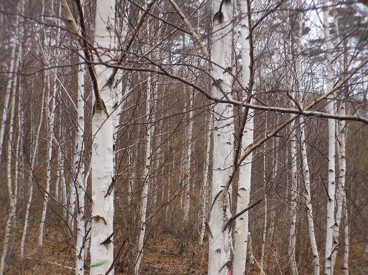 1. 자작나무 음양성 : 양수 건습성 : 건조 자작나무 Betula platyphylla var.