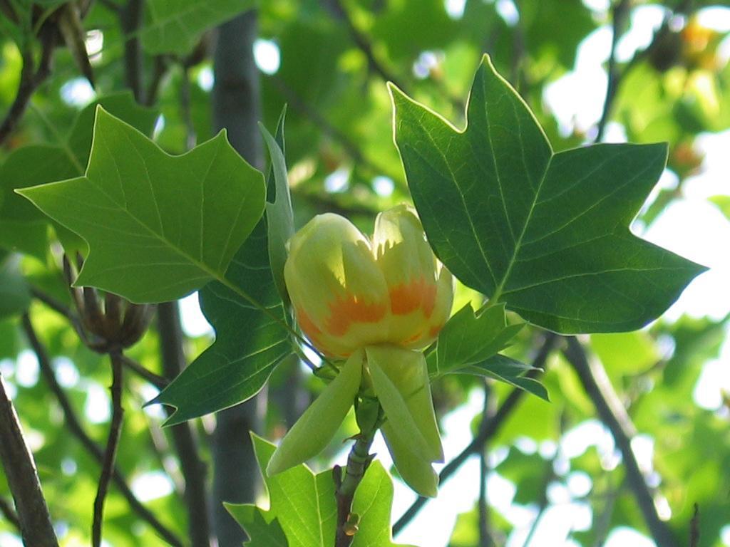 8. 튜립나무 음양성 : 양수 건습성 : 습윤 튜립나무 Liriodendron tulipifera 성상 :