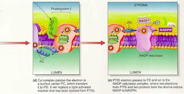 Photosynthesis-Light reaction 3 PS I : NADP+ 의환원ㆍP700은반응중심의엽록소가산화된상태에서만 P680의전자를유입 (P700 반응중심의환원은