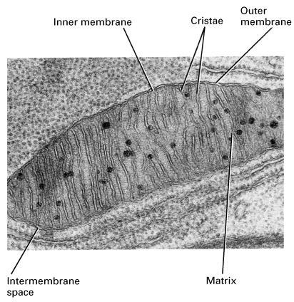 Site of ATP production via aerobic metabolism Probable origin; engulfed bacteria Key Features outer membrane intermembrane space inner membrane matrix Provide the energy a cell needs to move, divide,