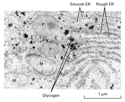 The endoplasmic reticulum (ER) Responsible for most lipid synthesis most membrane protein synthesis Ca ++ ion storage