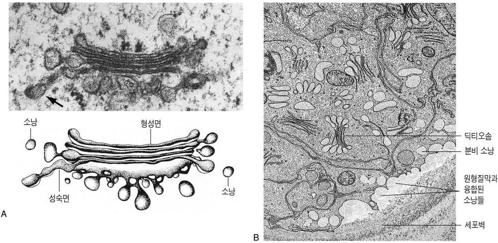 The Golgi complex (Dictyosome) 주머니가형성되는쪽은형성면 (forming face) 형성면의반대쪽에있는주머니는다시소낭들이떨어져나오는데이쪽을성숙면