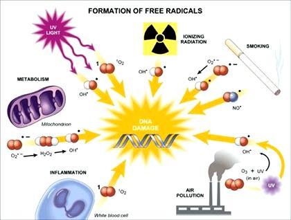 ROS 의생성원인 내적요인 Autoxidation Enzymatic oxidation Respiratory burst Ischemia reperfusion