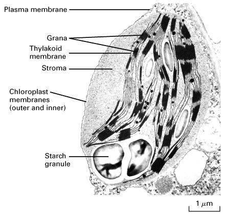 Chloroplasts Site of photosynthesis in plants and green algae