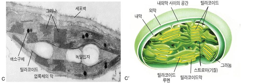 intermembrane space inner membrane Stroma ( 엽록체기질 ) Thylakoid