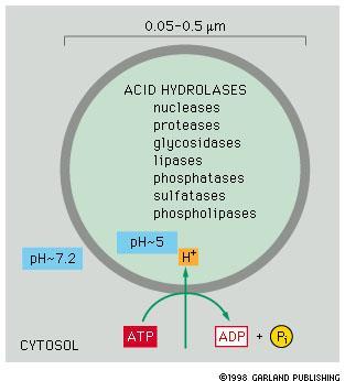 Lysosome 세포내물질분해가일어나는주요장소이다. 그렇다면여기에무수한분해효소가존재할것이다. 40 여개의가수분해효소존재 lysosome의 ph 5, cytosol의 ph 7.