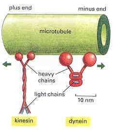 Cytoskeleton Microtubule Dynamic