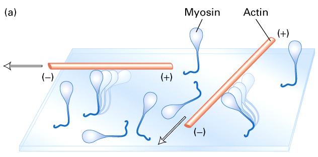 Myosin 역할 : actin filament와연결소낭을이동 ( 미오신 I)