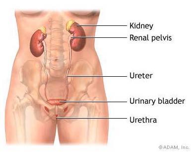 배뇨의생리 1. Kidney 2.