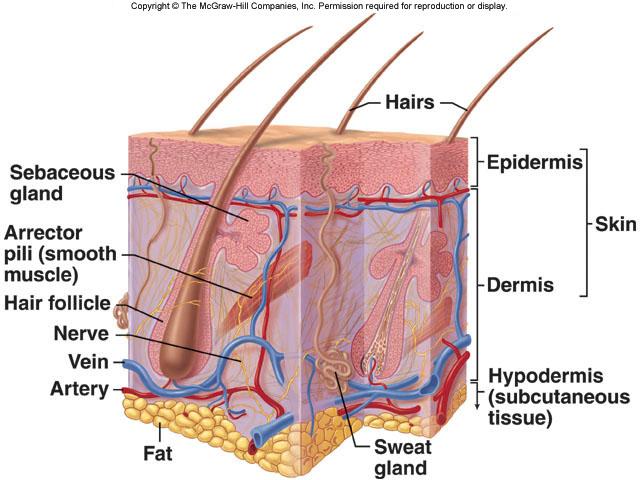0 피부의해부학적구조및생리적기능 3 피부의단면도 털 피지선