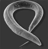 musculus D. melanogaster C. elegans 심장기능저하 (Decreased cardiac function) Yes Yes Yes NA 세포사멸, 세포노화 (Apoptosis, senescence (somatic cells)) Yes Yes Yes?
