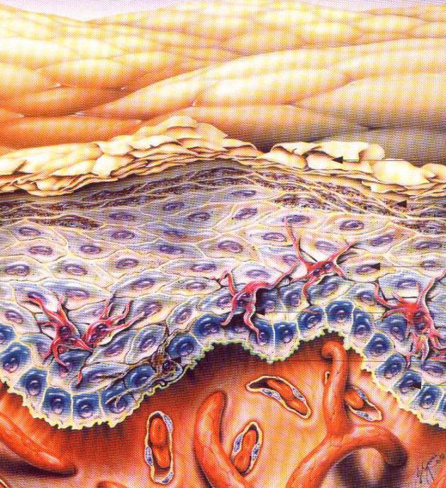 각질층 Stratum Corneum 피부의최외층으로피부를보호하는일차적인장벽 다각형의편편하고건조한각질세포로구성 각질세포는기질 (filaggrin, loricrin, involucrin 등 ) 과, 케라틴세섬유 (keratin filament) 로채워져있음 천연보습인자 (NMF 약 38%) 가있음 각질층은죽어가는세포들 ( 세포핵이없음 )