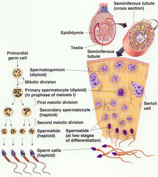 3 종상피 (germinal epithelium) 1. 일명배상피라고함 2.