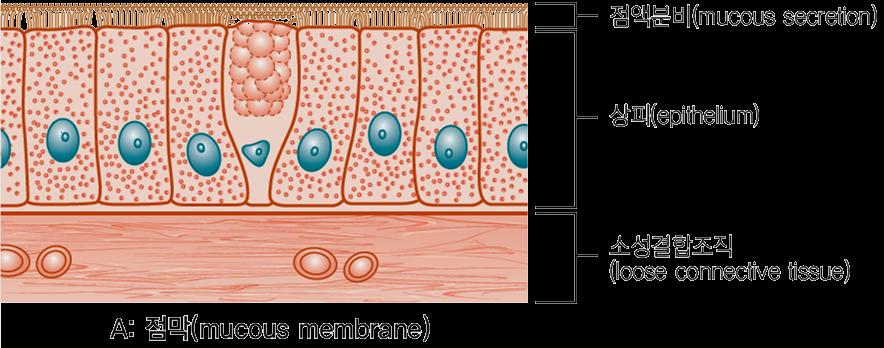 1 점막 (mucous membrane) 1.