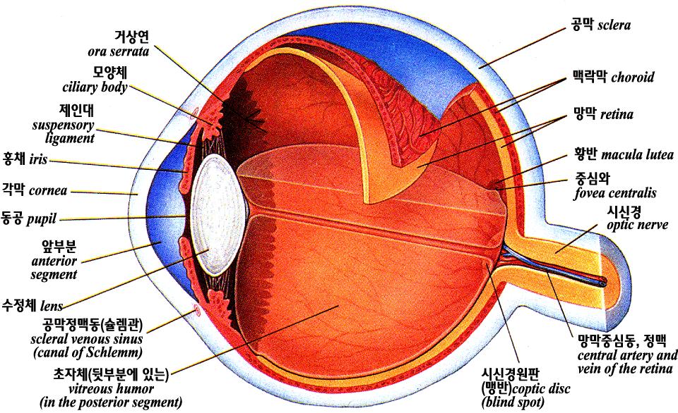 시각기관 (visual organ) 인눈의구성 ( 안구와눈부속기 ) - 안구 (eyeball, 눈알 ) 위치 : 안와 (orbit, 눈확 )