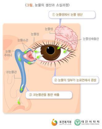 눈물부속기 (lacrimal apparatus) 는구성 : - 눈물을분비하는눈물샘 (lacrimal gland) 과 - 이를배출하는눈물길 (lacrimal passage) 로구성 주눈물샘과부눈물샘에서분비되는눈물은 - 눈물점