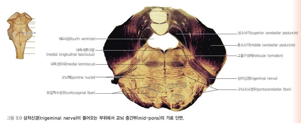 Pons( 교뇌, 다리뇌 ) 기타주요신경핵 facial motor nucleus( 안면신경운동핵, VII): 얼굴표정근육등지배 trigeminal motor nucleus( 삼차신경운동핵, V):