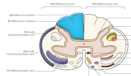 외형 - dorsal surface 소뇌제거한상태 Visual system 일부 Auditory system 일부 4 번뇌신경 Inferior colliculus 바로아래로출현 3 cerebellar peduncles 소뇌와뇌간연결하는신경섬유다발 Nucleus