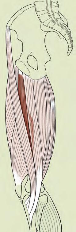 두덩결합 두덩근 ( 치골근, pectineus 긴모음근 ( 장내전근, adductor longus 두덩정강근 ( 박근, gracilis 넙다리곧은근 ( 대퇴직근, rectus femoris 안쪽넓은근 ( 내측광근, vastus medialis 넙다리빗근 (