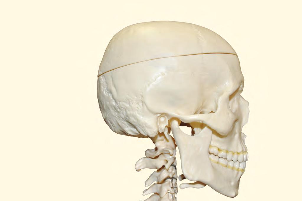 8 그림과사진으로보는근골격계촉진법 Landmark 의촉진 관자뼈꼭지돌기 ( 측두골유양돌기, mastoid process of temporal bone) C2 목뼈가시돌기 ( 제 2 경추극돌기, spinous process of axis) 관자뼈꼭지돌기 2 12 15 관자뼈꼭지돌기는바깥귓구멍