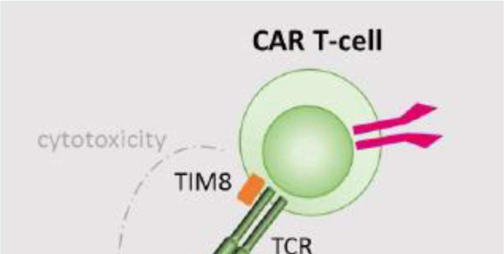 그림 7. Cellectis 의타가 CAR-T, UCART19 그림 8.