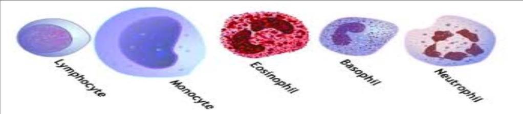 WBC : 4000~10000/mm³ 호중구 (neutrophils) 림프구 (lymphcytes) 단핵구 (monocytes) 호염기구 (basophils) 호산구 (eosinophils) 정상치 : 40~60% 7-14 일만에생성. 순환혈액내에서는단지 6 시간동안존재, 탐식작용 (phagocytosis).