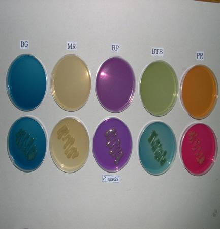 이와같이액체진단배지에서발색반응은 ph 요인이기보다는버섯균의세포외분비효소중리그닌분해효소등의활력에따라색깔이변화된것으로판단된다.