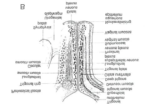 AL, Arcuate pubic ligament; B, Bladder; CU, Compressor urethrae; IP, Ischiopubic ramus; PS, Pubis symphysis; SM, Smooth muscle; TV, Transverse vaginal muscle; U, Urethra; US, urethral sphincter;