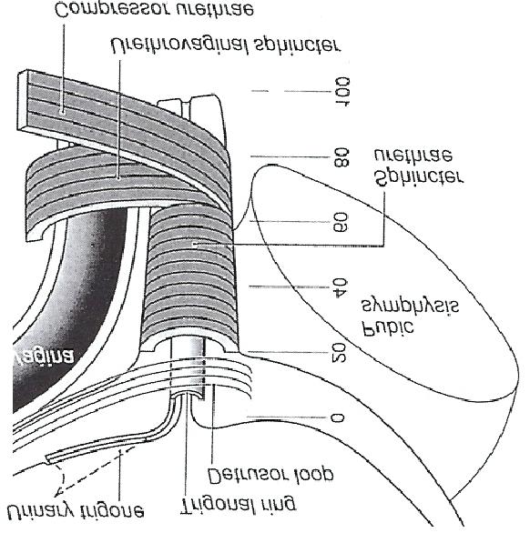 대한산부회지제 51 권제 2 호, 2008 Fig. 4. Lateral view of the urethral supportive mechanism transected just lateral to the midline. Fig. 3.